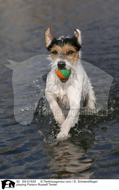 spielender Parson Russell Terrier / playing Parson Russell Terrier / SS-01929