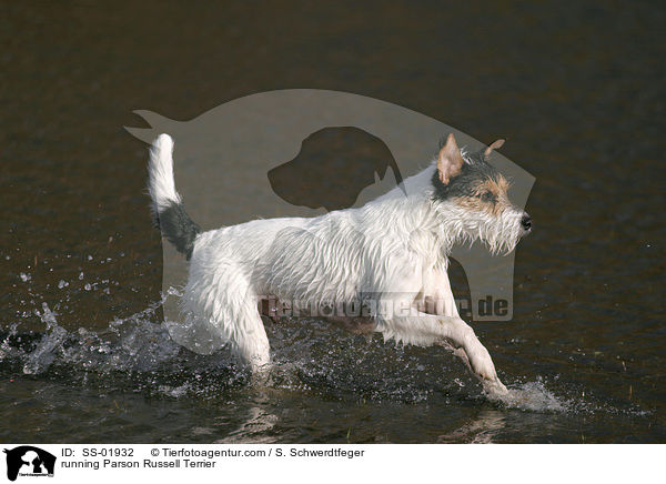 rennender Parson Russell Terrier / running Parson Russell Terrier / SS-01932