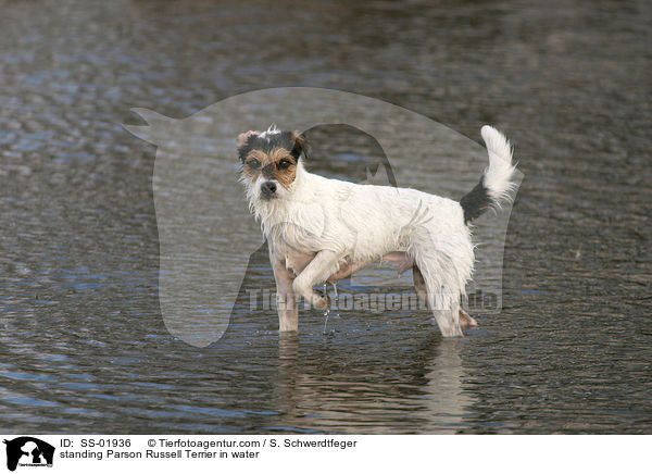 Parson Russell Terrier steht im Wasser / standing Parson Russell Terrier in water / SS-01936