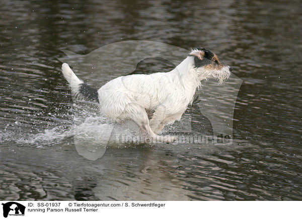 rennender Parson Russell Terrier / running Parson Russell Terrier / SS-01937