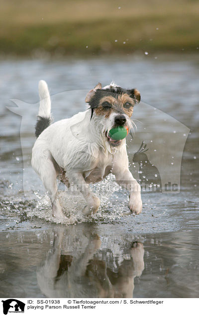spielender Parson Russell Terrier / playing Parson Russell Terrier / SS-01938