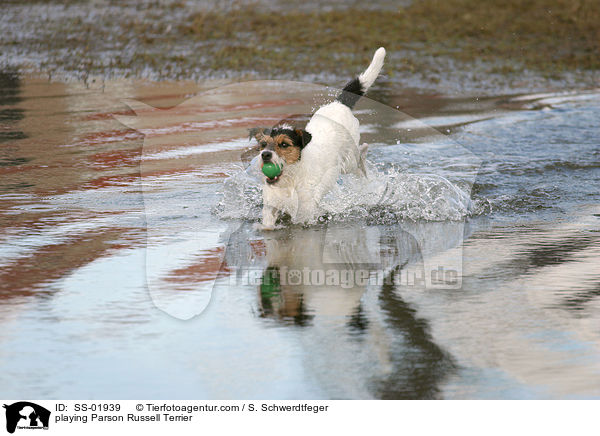 spielender Parson Russell Terrier / playing Parson Russell Terrier / SS-01939