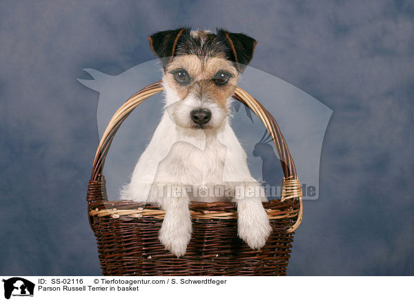 Parson Russell Terrier in Krbchen / Parson Russell Terrier in basket / SS-02116