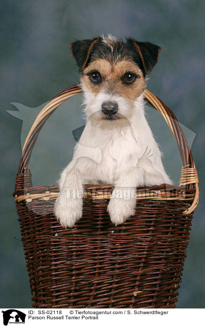 Parson Russell Terrier Portrait / Parson Russell Terrier Portrait / SS-02118