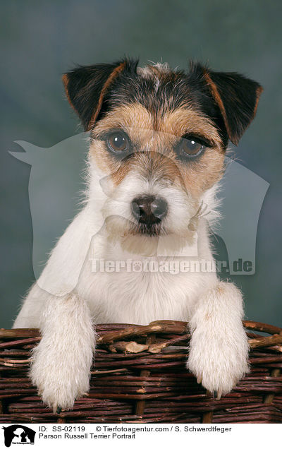 Parson Russell Terrier Portrait / Parson Russell Terrier Portrait / SS-02119