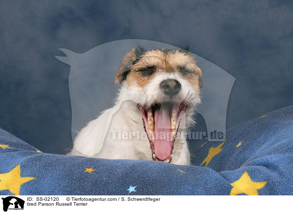 mder Parson Russell Terrier / tired Parson Russell Terrier / SS-02120