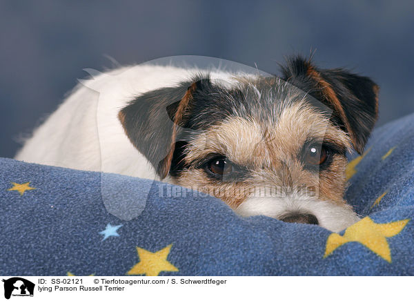 liegender Parson Russell Terrier / lying Parson Russell Terrier / SS-02121