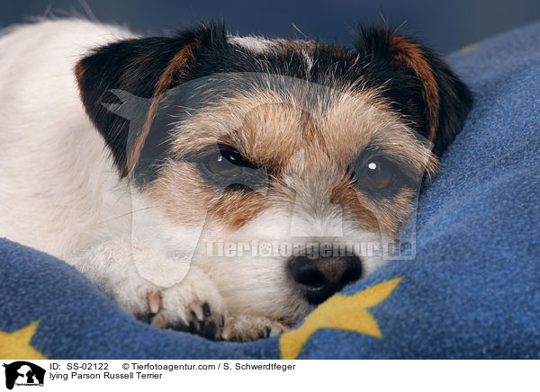 liegender Parson Russell Terrier / lying Parson Russell Terrier / SS-02122