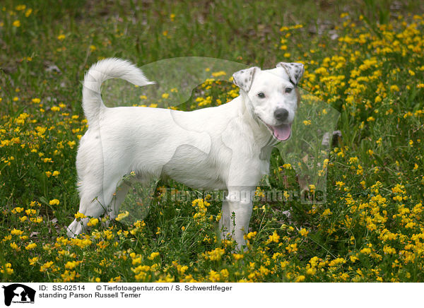 stehender Parson Russell Terrier / standing Parson Russell Terrier / SS-02514