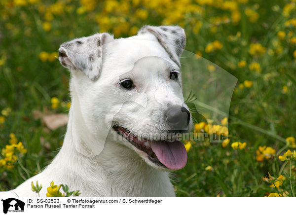 Parson Russell Terrier Portrait / Parson Russell Terrier Portrait / SS-02523