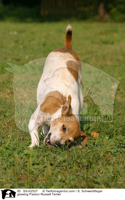 knabbernder Parson Russell Terrier / grawing Parson Russell Terrier / SS-02527
