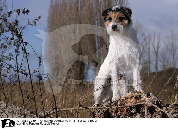 stehender Parson Russell Terrier / standing Parson Russell Terrier / SS-02539