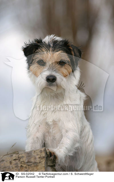 Parson Russell Terrier Portrait / Parson Russell Terrier Portrait / SS-02542