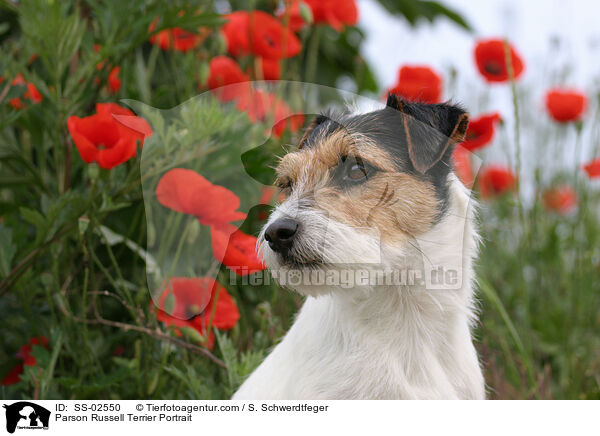 Parson Russell Terrier Portrait / Parson Russell Terrier Portrait / SS-02550