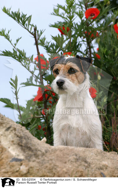 Parson Russell Terrier Portrait / Parson Russell Terrier Portrait / SS-02554