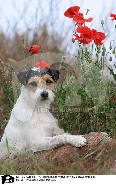 Parson Russell Terrier Portrait / Parson Russell Terrier Portrait / SS-02555