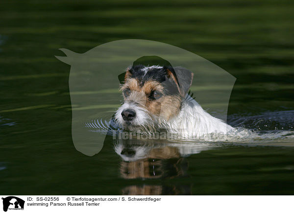 schwimmender Parson Russell Terrier / swimming Parson Russell Terrier / SS-02556