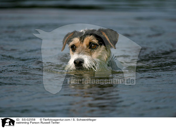 schwimmender Parson Russell Terrier / swimming Parson Russell Terrier / SS-02558
