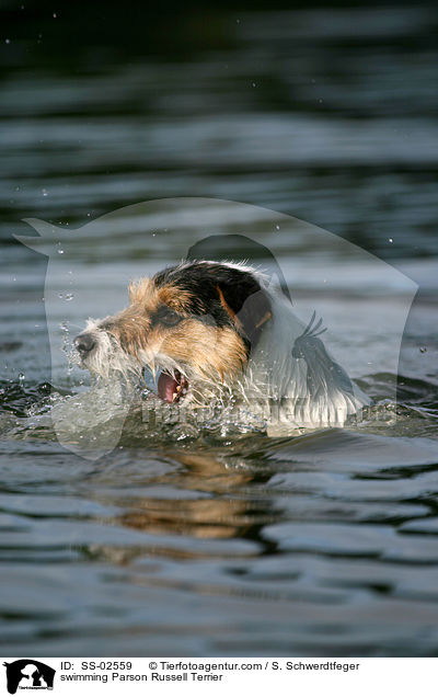 schwimmender Parson Russell Terrier / swimming Parson Russell Terrier / SS-02559