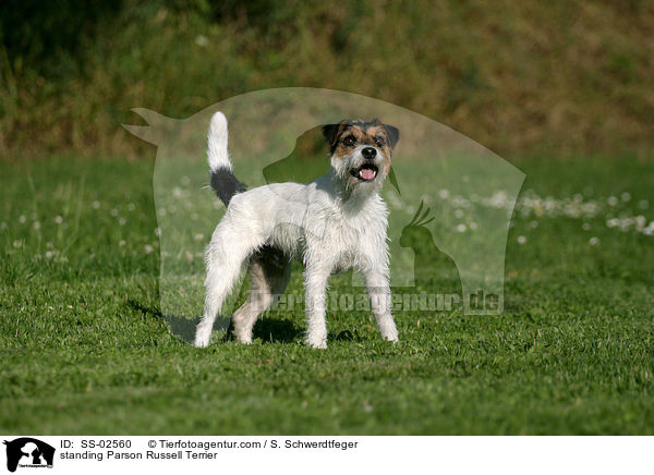 stehender Parson Russell Terrier / standing Parson Russell Terrier / SS-02560