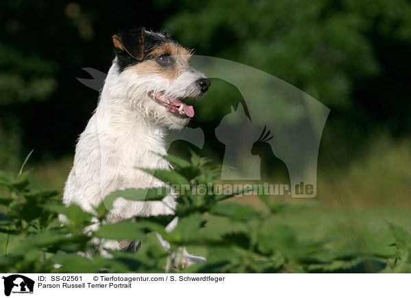 Parson Russell Terrier Portrait / Parson Russell Terrier Portrait / SS-02561