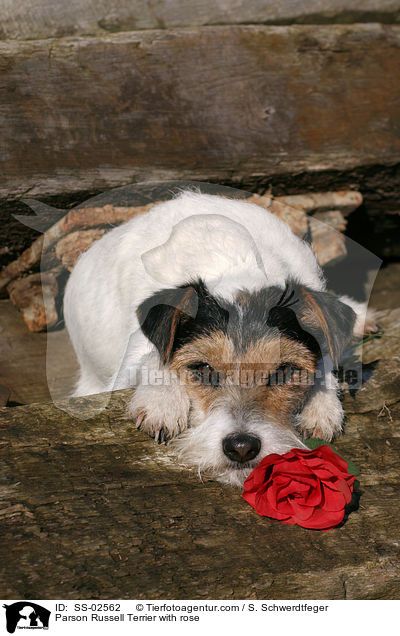 Parson Russell Terrier mit Rose / Parson Russell Terrier with rose / SS-02562