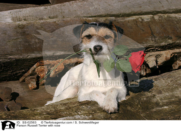 Parson Russell Terrier mit Rose / Parson Russell Terrier with rose / SS-02563