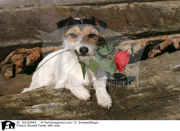 Parson Russell Terrier mit Rose / Parson Russell Terrier with rose / SS-02564
