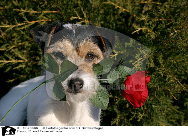 Parson Russell Terrier mit Rose / Parson Russell Terrier with rose / SS-02566