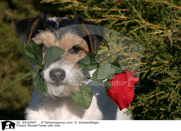 Parson Russell Terrier mit Rose / Parson Russell Terrier with rose / SS-02567