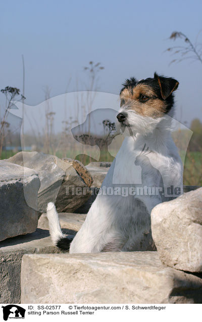 sitzender Parson Russell Terrier / sitting Parson Russell Terrier / SS-02577