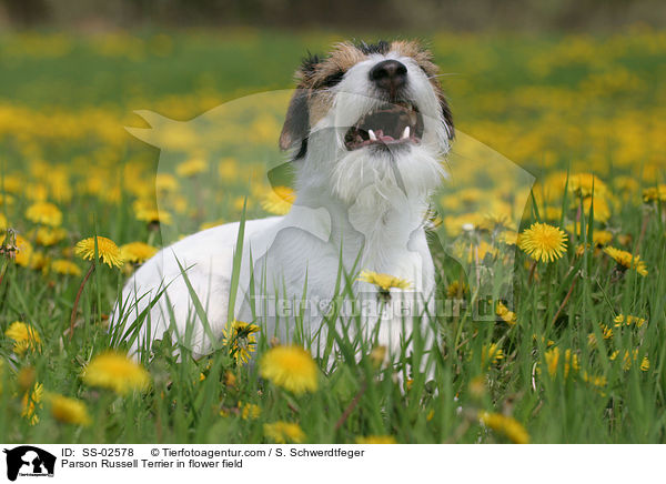 Parson Russell Terrier auf Blumenwiese / Parson Russell Terrier in flower field / SS-02578