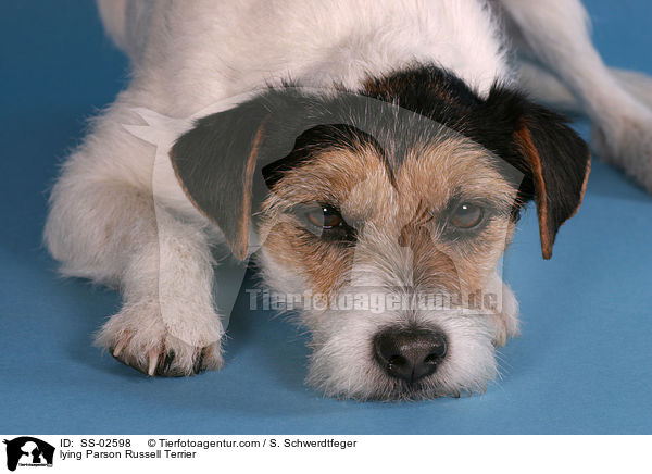 liegender Parson Russell Terrier / lying Parson Russell Terrier / SS-02598