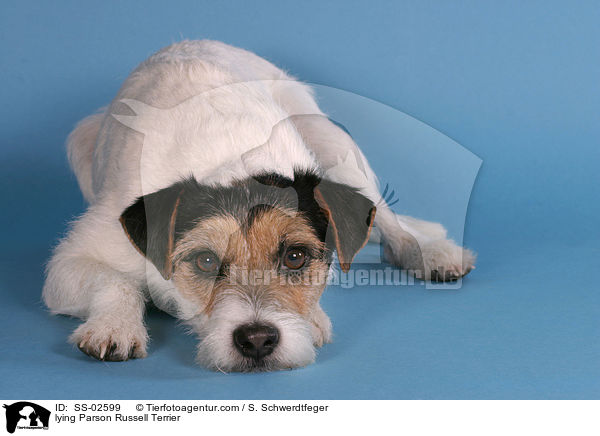 liegender Parson Russell Terrier / lying Parson Russell Terrier / SS-02599