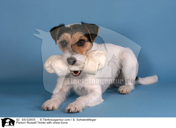 Parson Russell Terrier mit Kauknochen / Parson Russell Terrier with chew bone / SS-02605