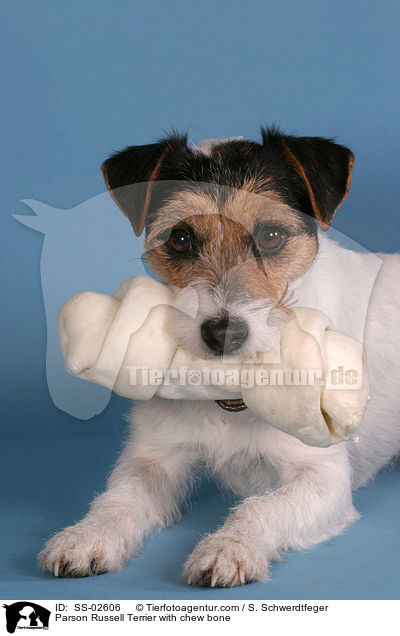 Parson Russell Terrier mit Kauknochen / Parson Russell Terrier with chew bone / SS-02606
