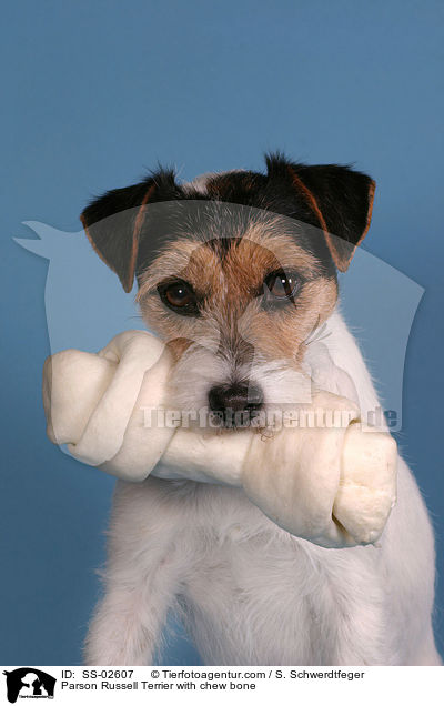 Parson Russell Terrier with chew bone / SS-02607