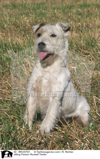 sitzender / sitting Parson Russell Terrier / RR-05781