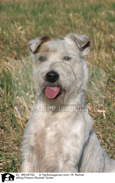 sitzender / sitting Parson Russell Terrier / RR-05782