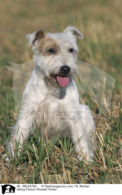 sitzender / sitting Parson Russell Terrier / RR-05783