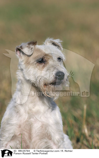 Parson Russell Terrier Portrait / Parson Russell Terrier Portrait / RR-05784