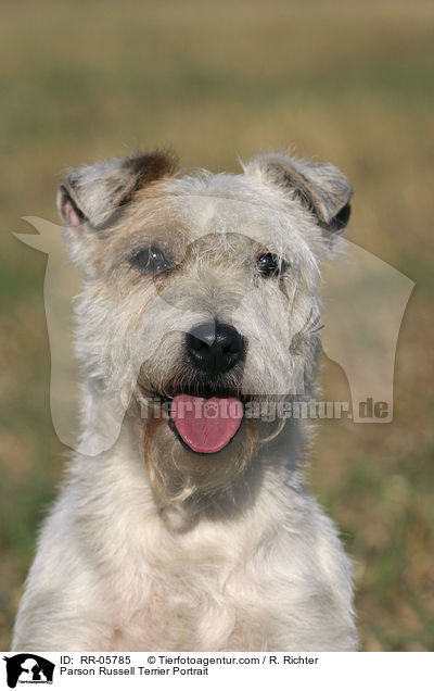 Parson Russell Terrier Portrait / Parson Russell Terrier Portrait / RR-05785
