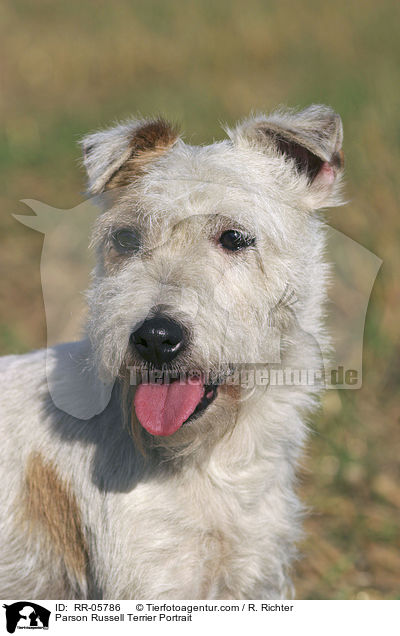 Parson Russell Terrier Portrait / Parson Russell Terrier Portrait / RR-05786