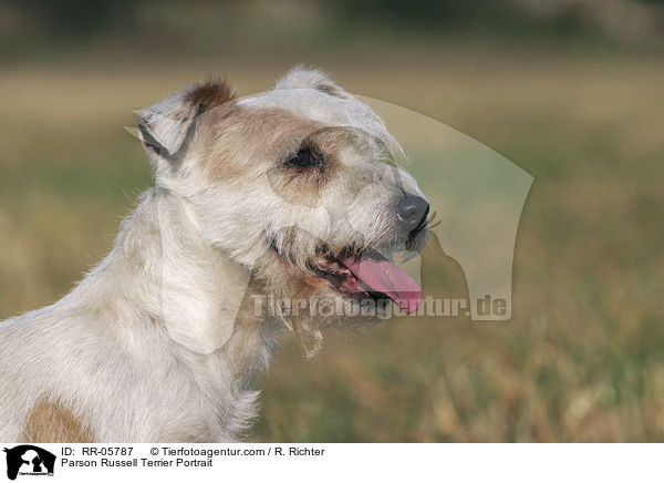 Parson Russell Terrier Portrait / Parson Russell Terrier Portrait / RR-05787