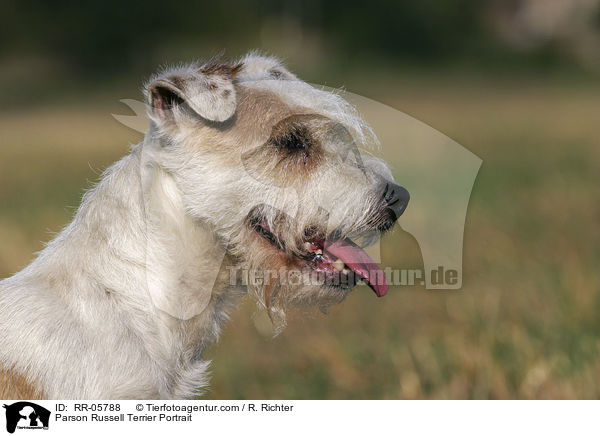 Parson Russell Terrier Portrait / Parson Russell Terrier Portrait / RR-05788