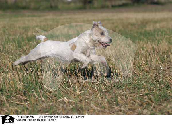 rennender / running Parson Russell Terrier / RR-05792