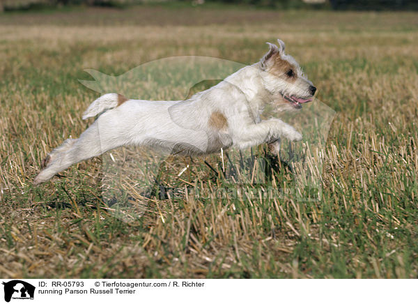 rennender / running Parson Russell Terrier / RR-05793