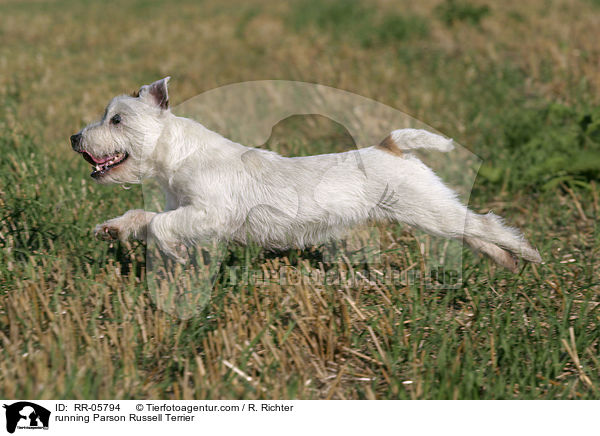 rennender / running Parson Russell Terrier / RR-05794