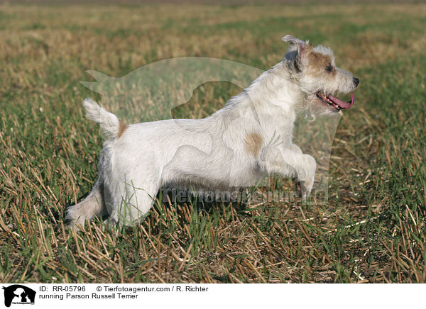 rennender / running Parson Russell Terrier / RR-05796