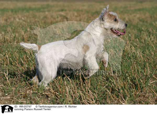 rennender / running Parson Russell Terrier / RR-05797